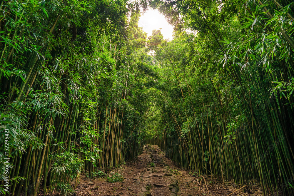 Bamboo on Pipiwai trail (Waimoku Falls) in Haleakala National Park on Maui Hawaii USA Bamboo on Pipiwai trail (Waimoku Falls) in Haleakala National Park on Maui Hawaii USA