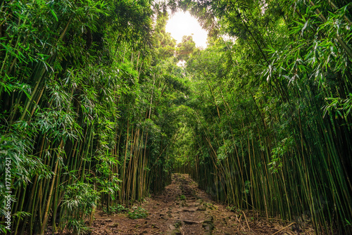 Bamboo on Pipiwai trail (Waimoku Falls) in Haleakala National Park on Maui Hawaii USA