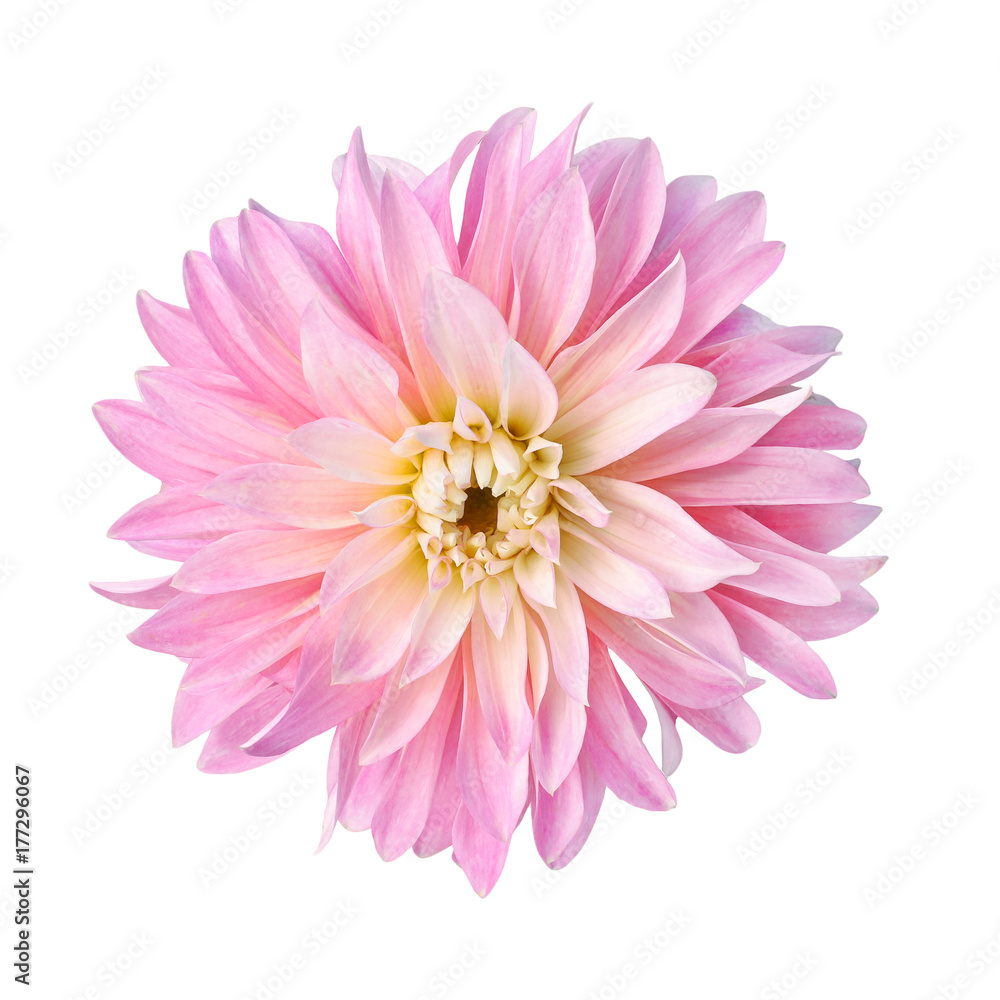 single flower pink dahlia
