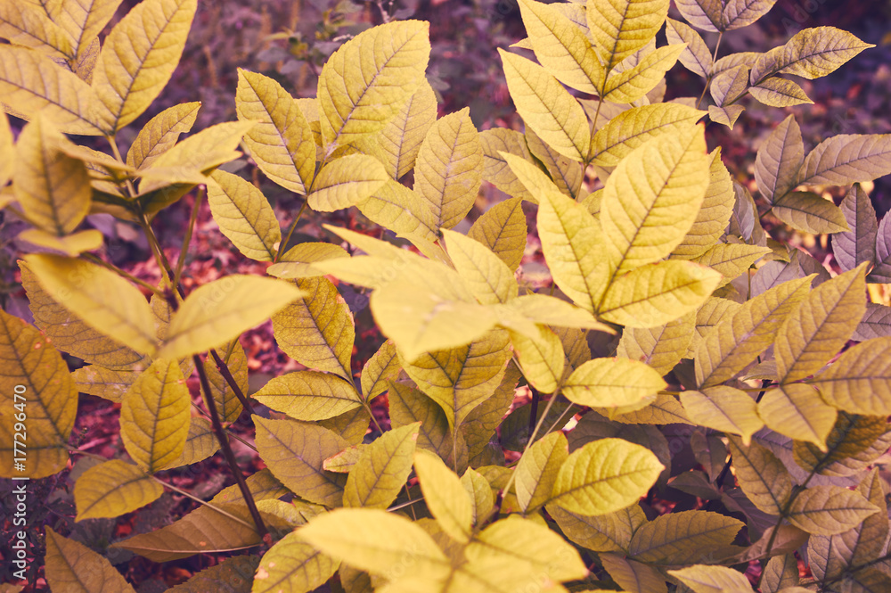 autumn leaves background autumn leaves background
