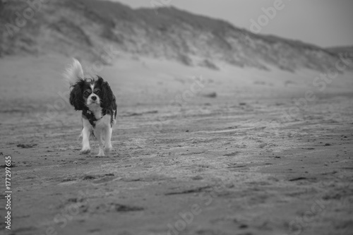 King Charles Cavalier dog. Shot in Denmark © mariannerjensen