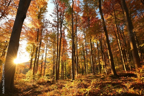 Autumn beech forest at sunrise