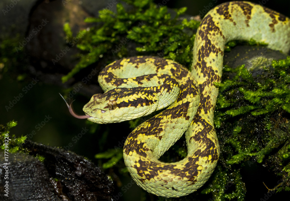 Fototapeta premium malabar pit viper