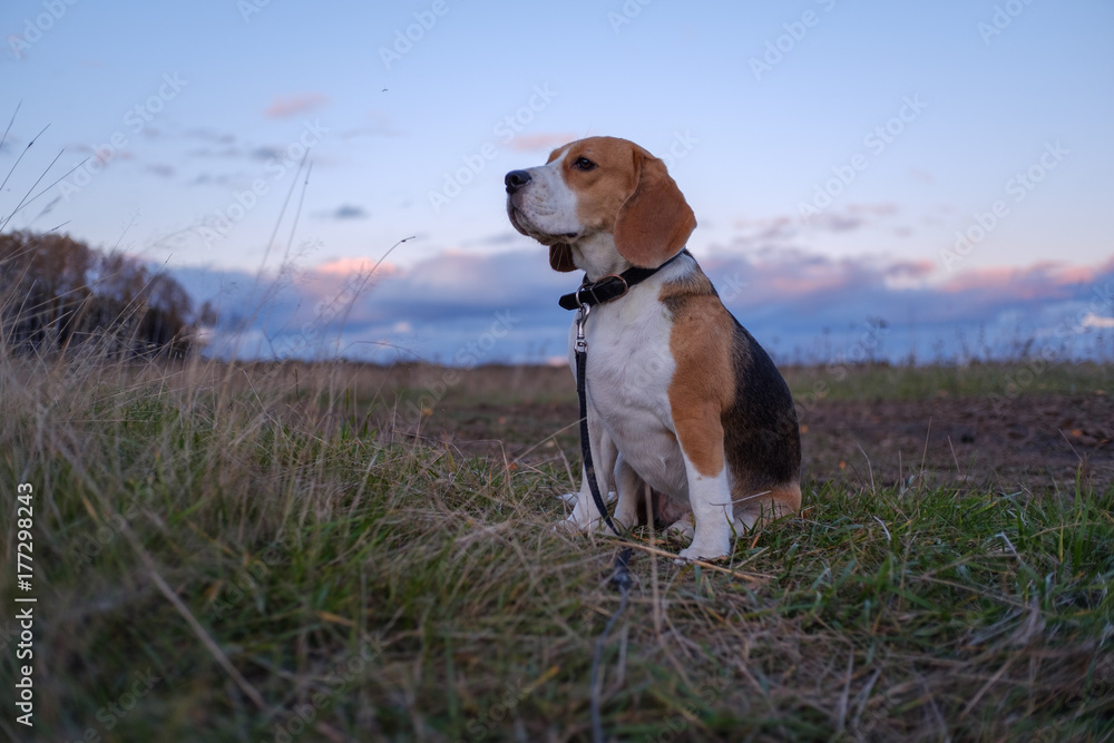 Beagle dog in the bright rays of the autumn sunset Beagle dog in the bright rays of the autumn sunset