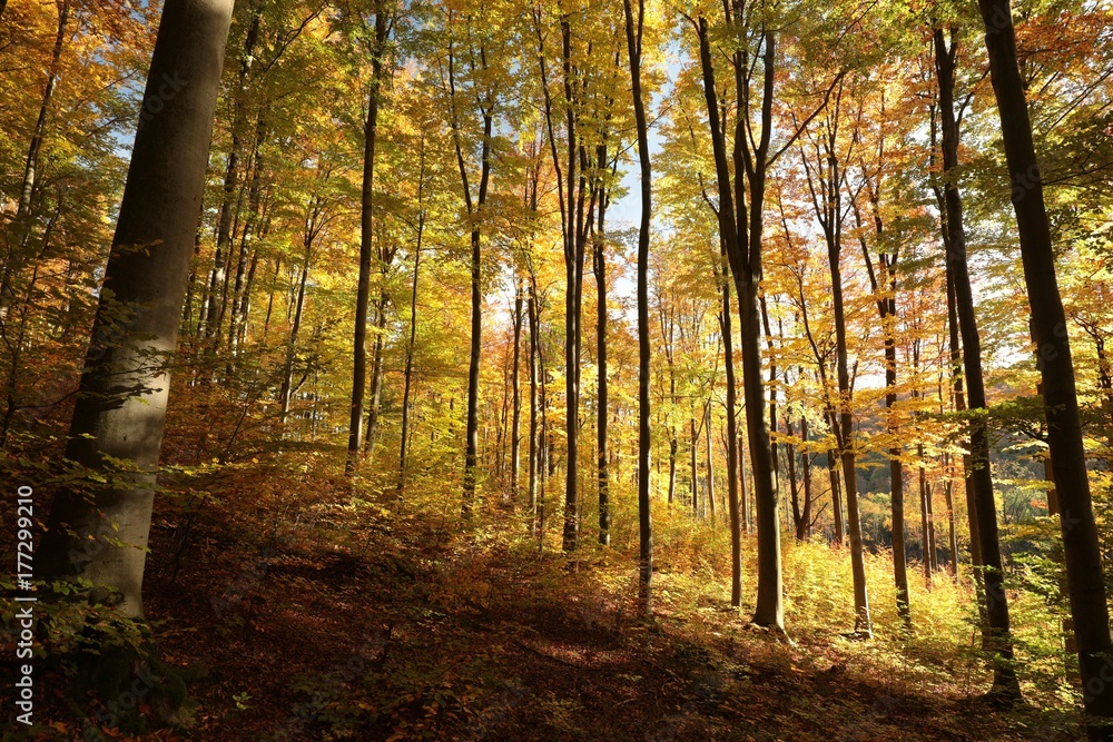 Naklejka premium Autumnal forest backlit by the morning sun