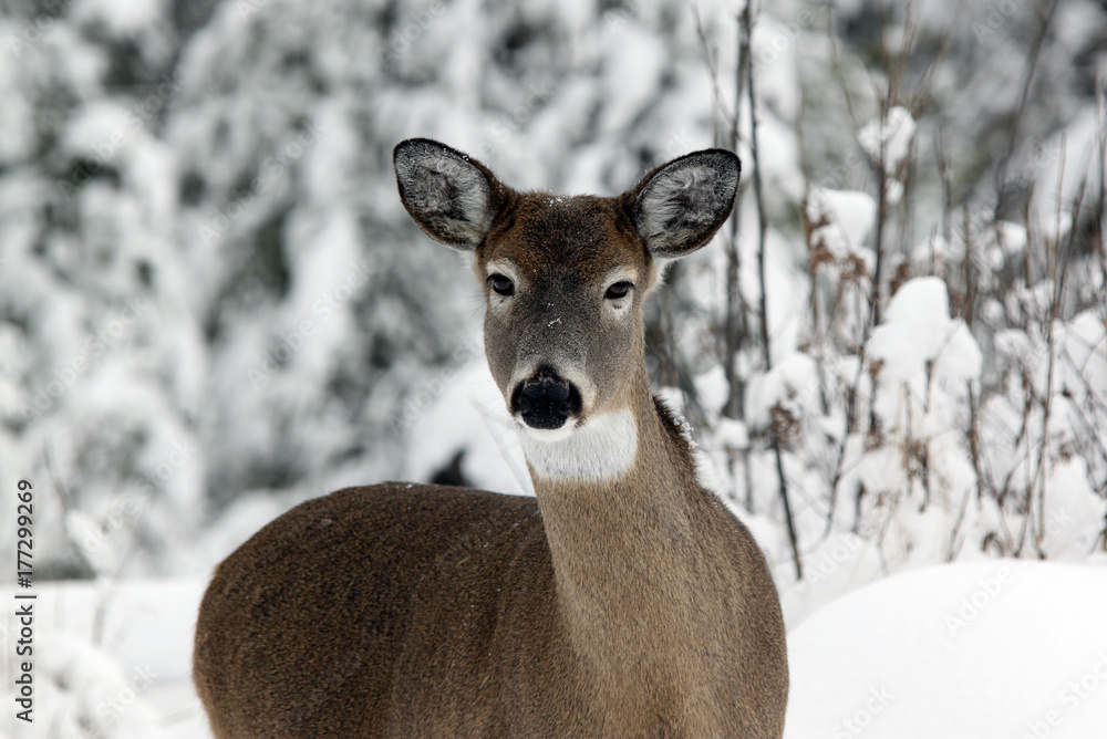 Whitetail deer Whitetail deer