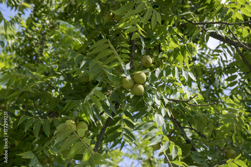 Juglans nigra green unripened nuts on branches
