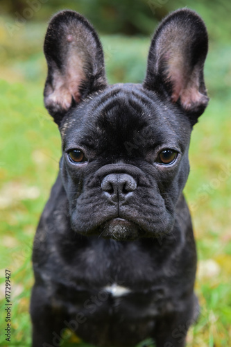 Fototapeta Naklejka Na Ścianę i Meble -  black French bulldog puppy