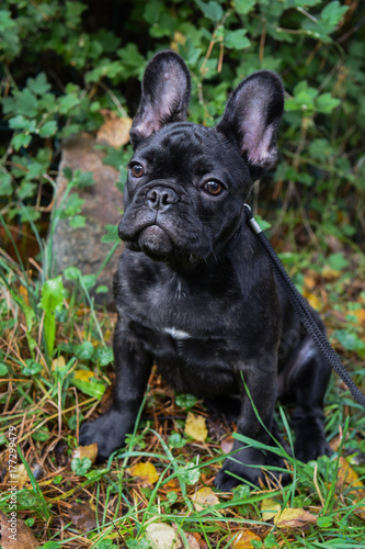 black French bulldog puppy