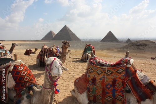 Camels at Rest, Cairo, Egypt
