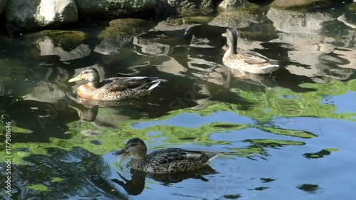 Beautiful wild ducks swim. Bird Born nature and free.