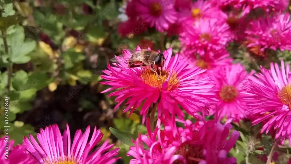 Autumn flowers of chrysanthemum give bees last nectar and pollen. Autumn flowers of chrysanthemum give bees last nectar and pollen.