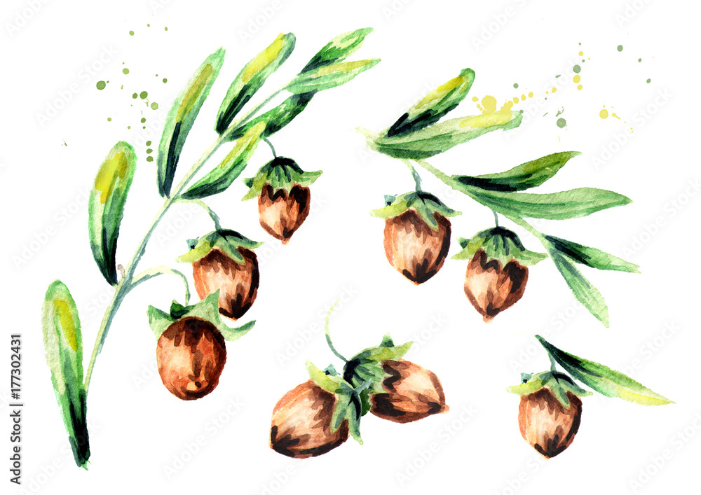 Branch jojoba and brown nuts set. Watercolor hand drawn illustration