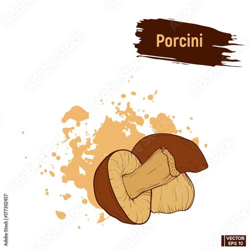 Colored sketch porcini mushrooms.