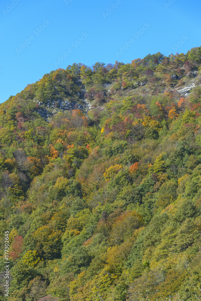 Fototapeta premium Alberi