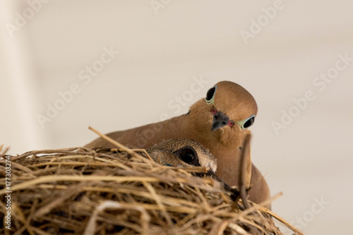 Dove with her chick