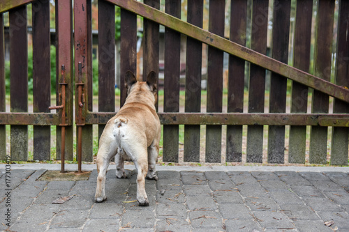 dog is at the fence photo