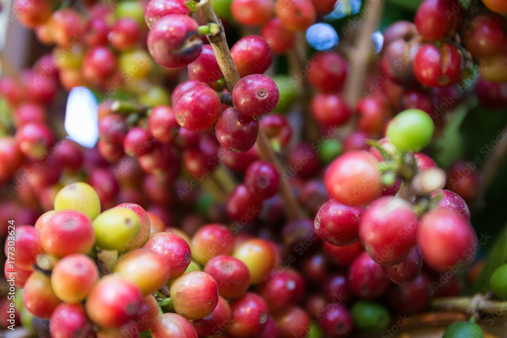 Soft focus Fresh ripening Coffee Cherries on coffee trees