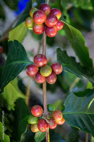 Coffee tree with coffee bean on cafe plantation