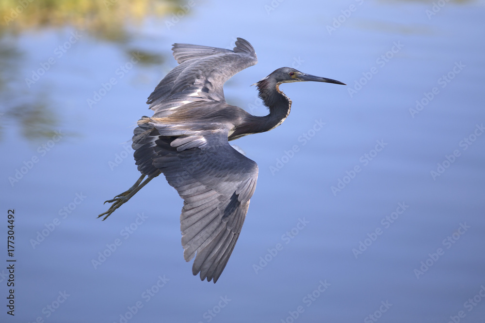 Obraz premium Heron in flight tricolored heron bird