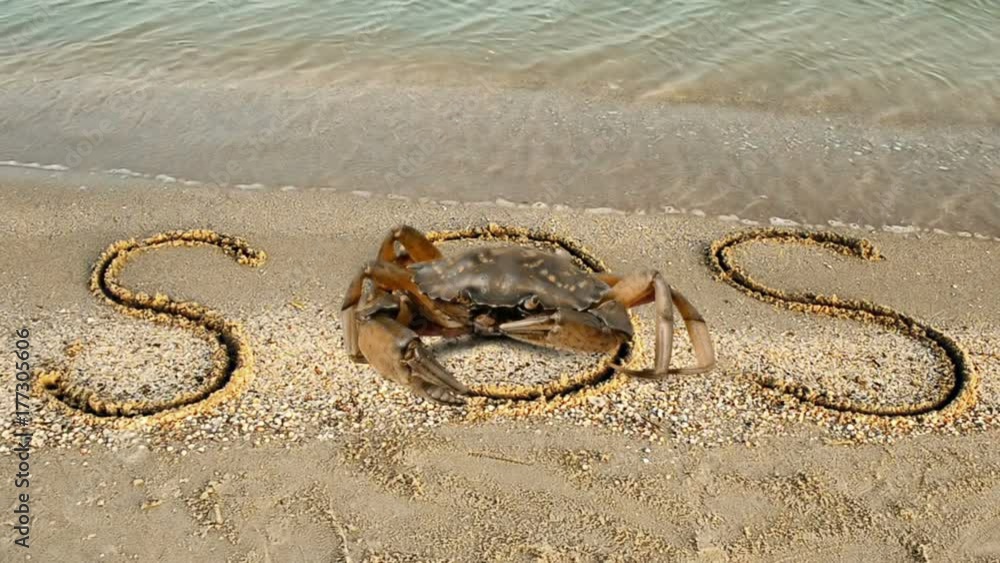 Crab and an inscription on sand, the beach. Crab and an inscription on sand, the beach.