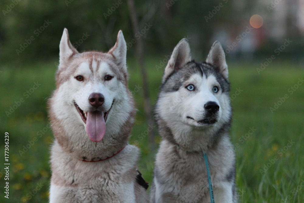 Siberian husky family. One with brown and one with blue eyes. Walk in the park.
