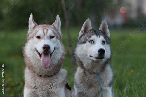 Siberian husky family. One with brown and one with blue eyes. Walk in the park.  