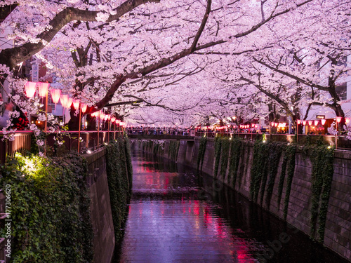Фотография Festival des Cerisers en fleurs, au canal de Meguro à Tokyo, Japon