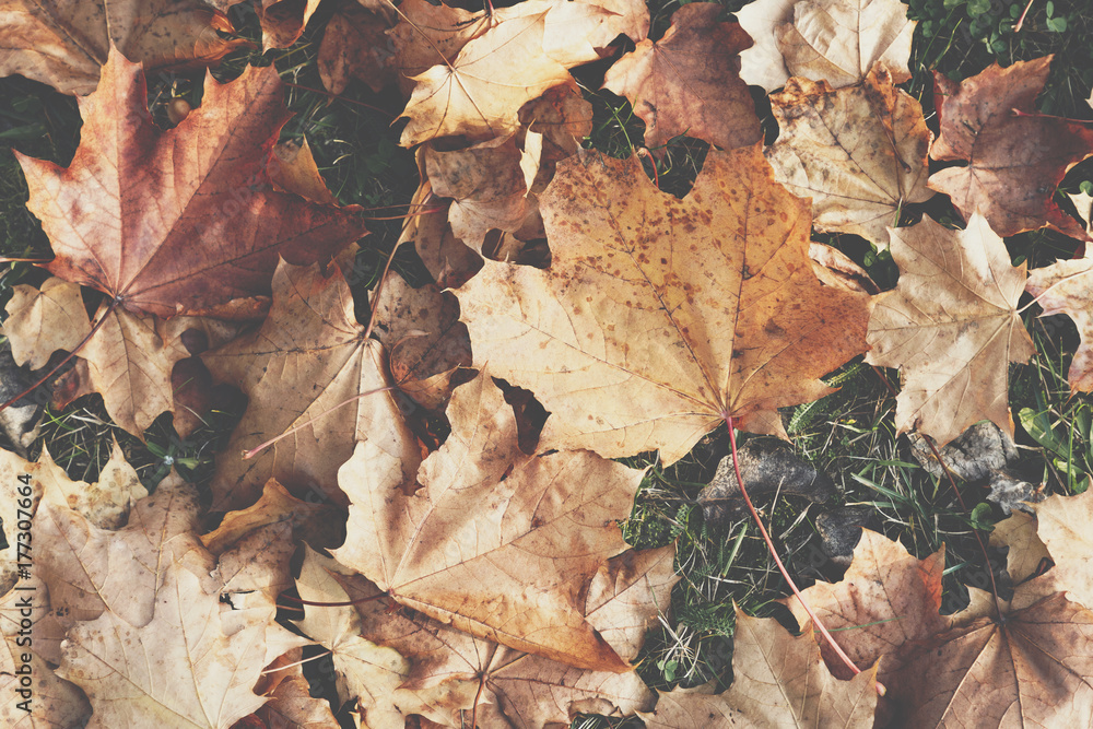 Season of beautiful autumn leaves. Nature background.