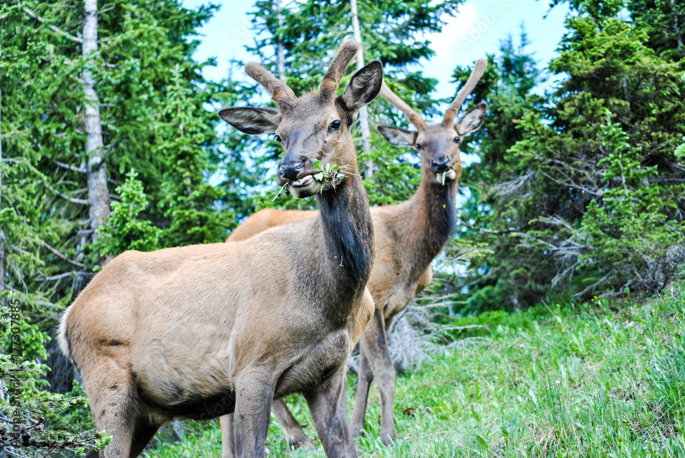 Elk Eating