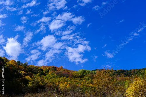 Mountain forest in autumn colors
