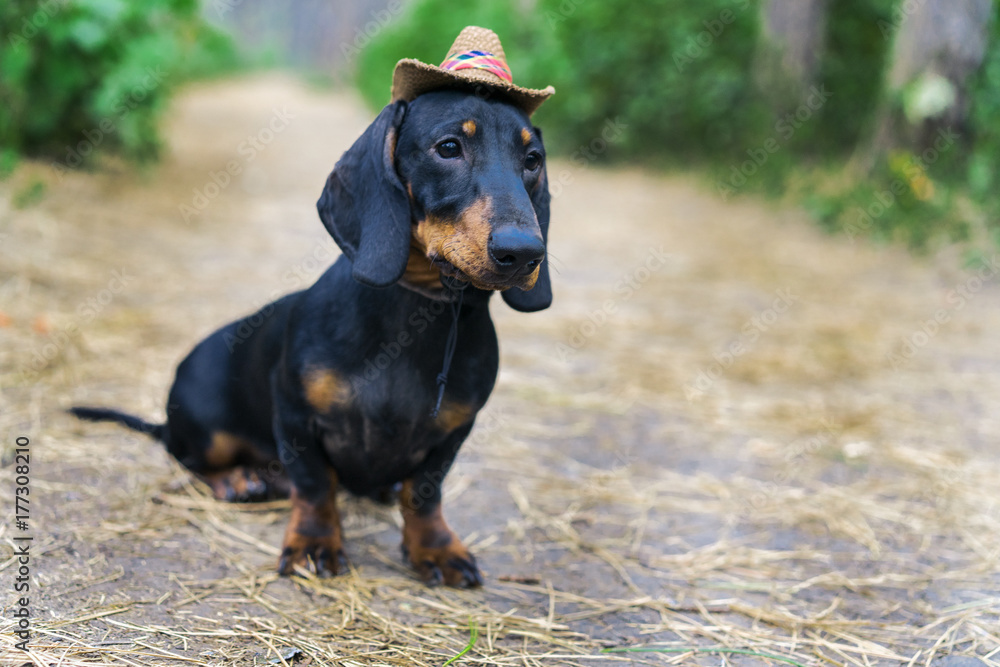 Nice portrait of a dog (puppy) breed dachshund black tan, in the cap of a cowboy  in the green forest