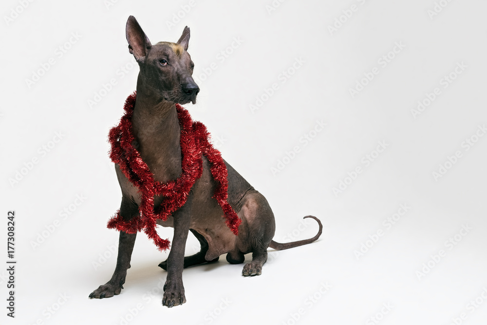 Festive dog Xoloitzcuintli in party red Christmas tinsel on gray background Festive dog Xoloitzcuintli in party red Christmas tinsel on gray background