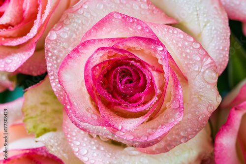 Pink roses  soft style  macro  with water drops