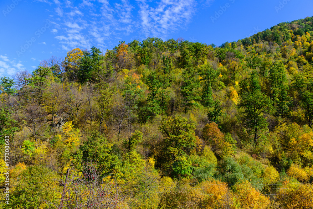 Mountain forest in autumn colors