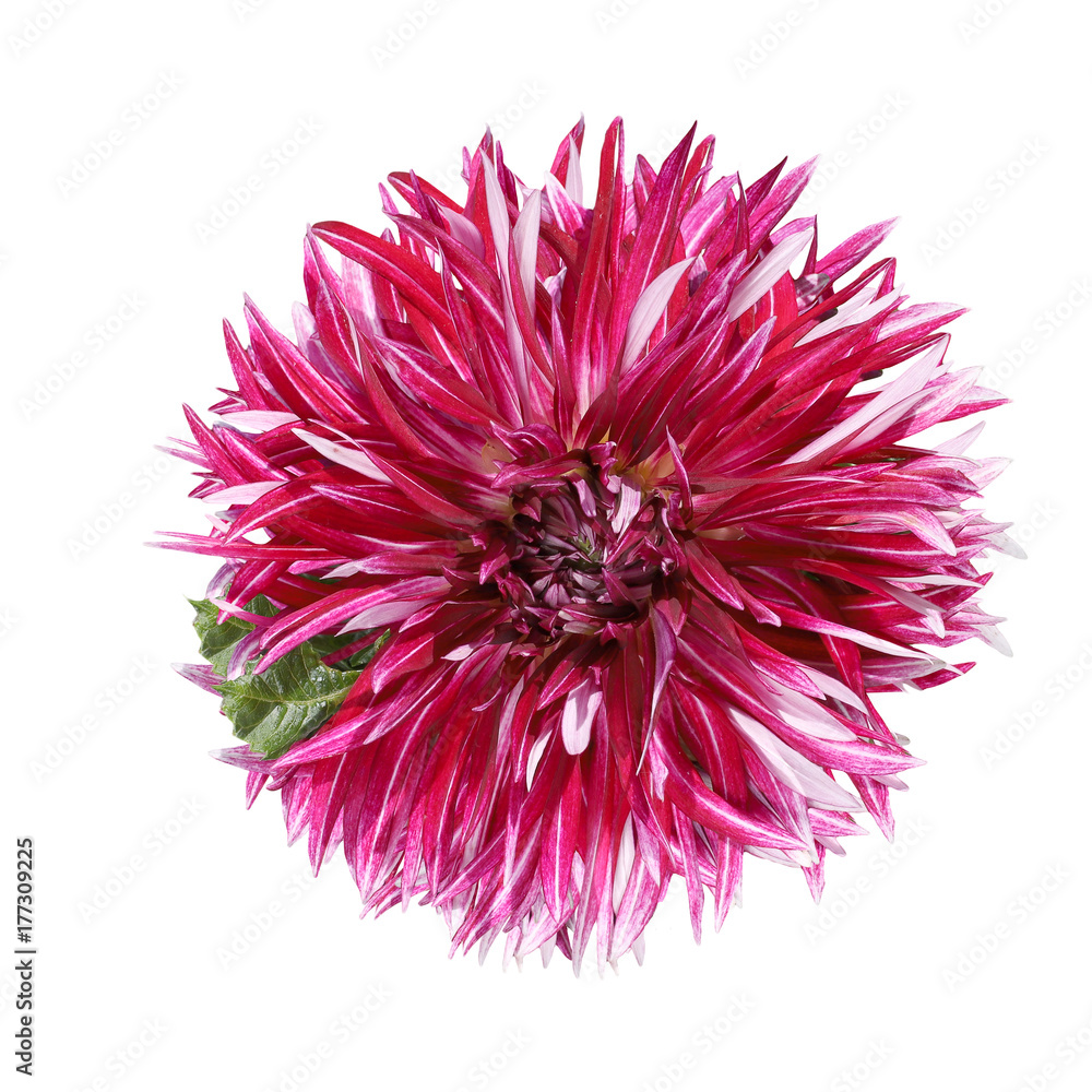 single  burgundy flower dahlia