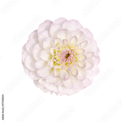 single pink flower dahlia