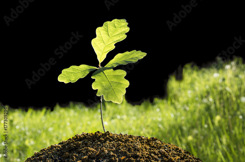 Small oak plant. Tree oak planted in the soil substrate. Seedlings or plants illuminated by the side light. Highly lighted oak leaves with dark background and green grass.
