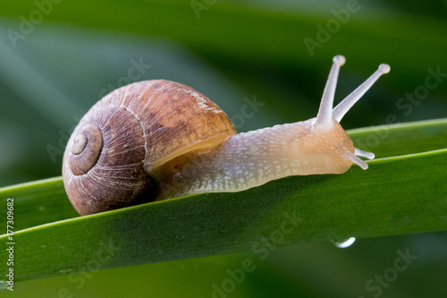 Garden Snail