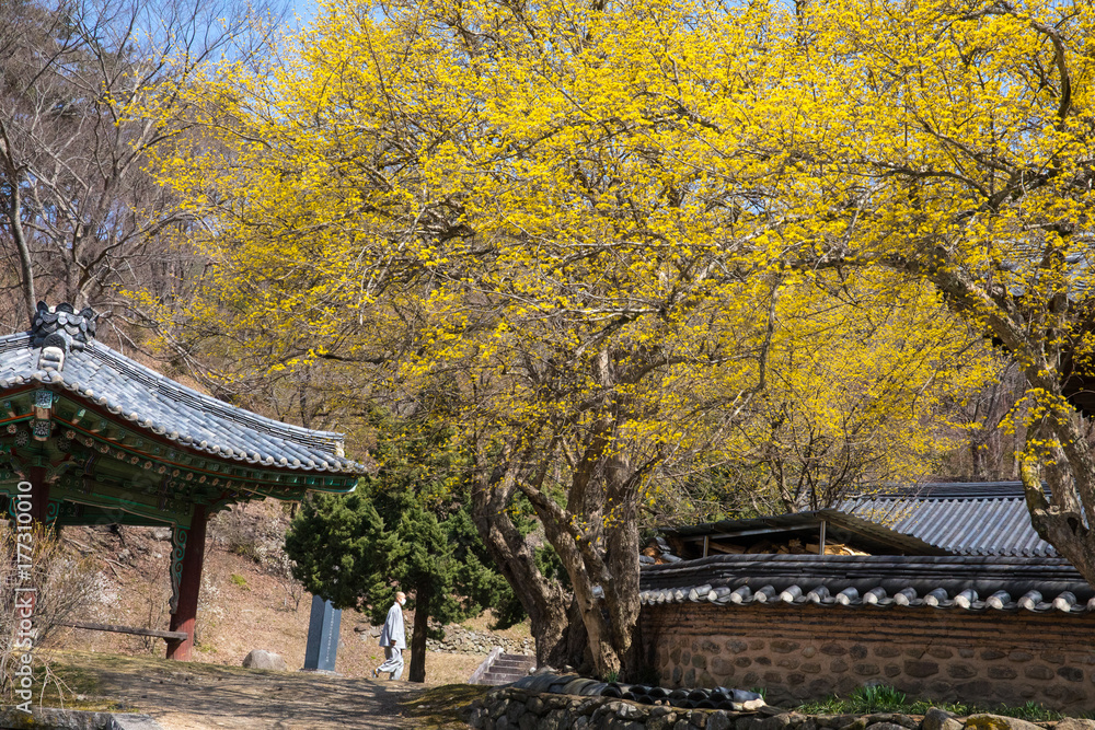 Obraz premium 산수유 꽃이 피는 마을