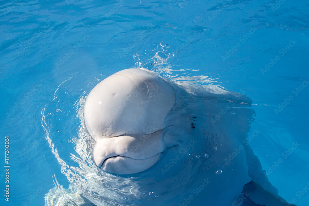 Naklejka premium Beluga whales, cute white whale in water, head