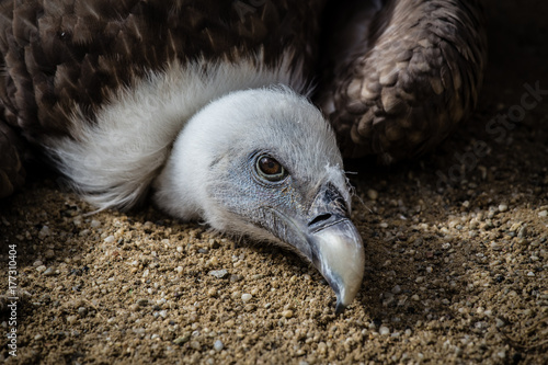 Tired Vulture