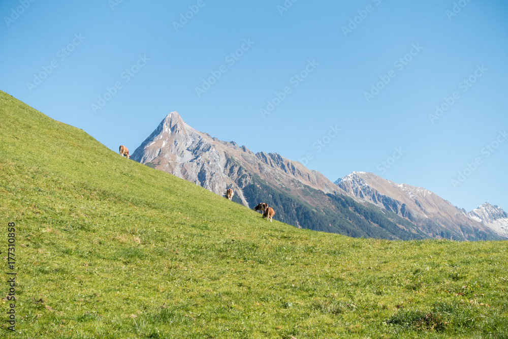 Milchkühe auf einer Almwiese mit Berggipfel im Hintergrund