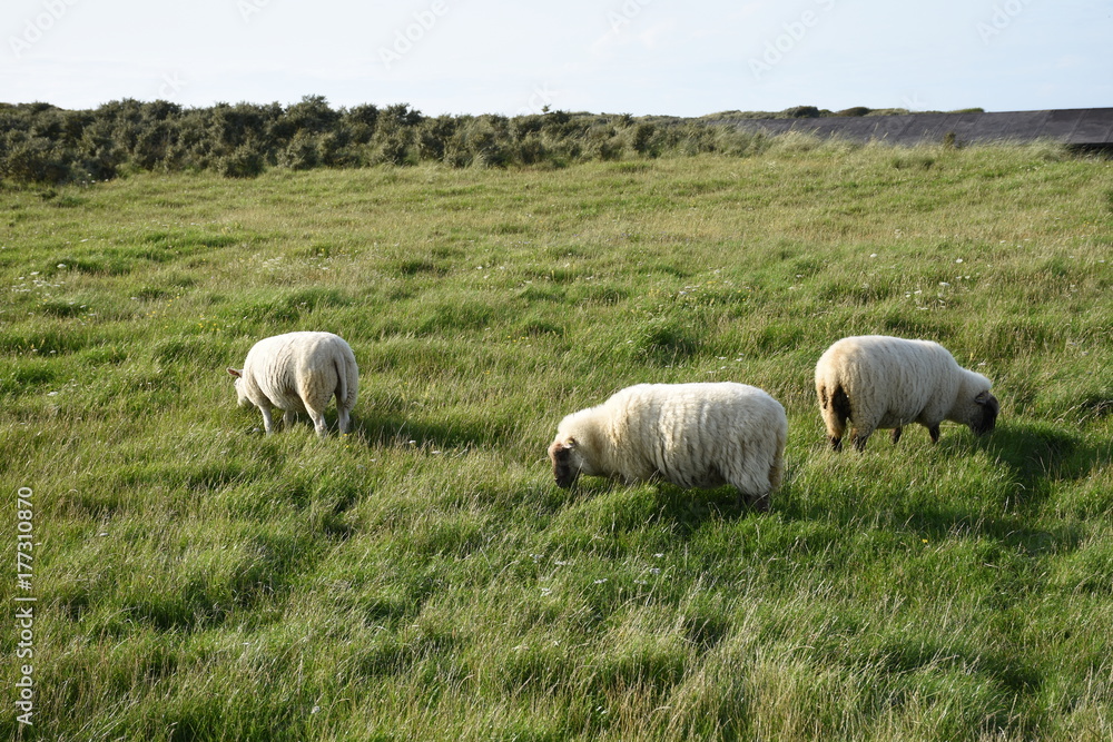 Rubjerg Knude, Rubjerg, Knude, Schaf, Schafe, Weide, Wolle