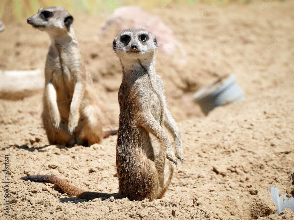 Fototapeta premium meerkat lookout