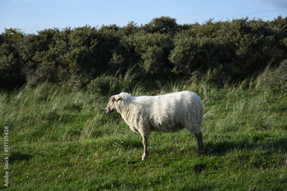 Rubjerg Knude, Rubjerg, Knude, Schaf, Schafe, Weide, Wolle