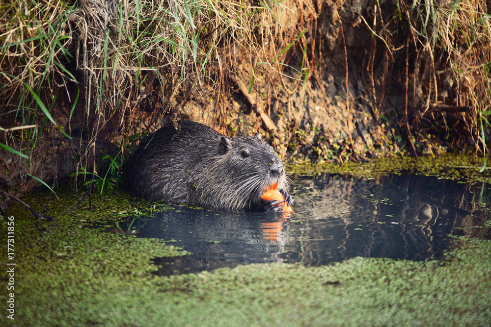 Castoro nel fiume mangia carota, lontra, animale Castoro nel fiume mangia carota, lontra, animale