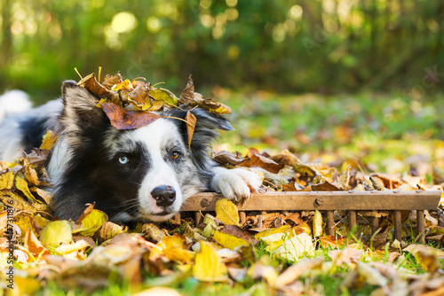 Fototapeta Naklejka Na Ścianę i Meble -  Border Collie im Herbst