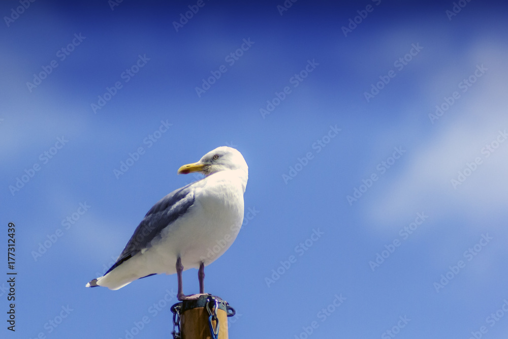 Obraz premium Wild seagull