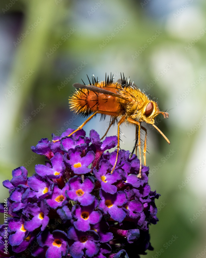 Tachinid Fly on Purple Flowers